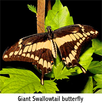 Giant Swallowtail butterfly