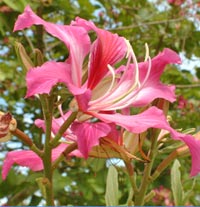 Flowering tree