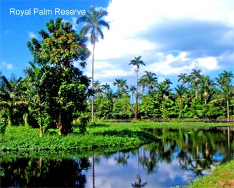 Royal Palm Reserve 
